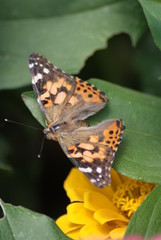 American Lady Butterfly