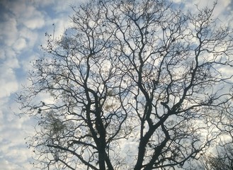 tree in winter