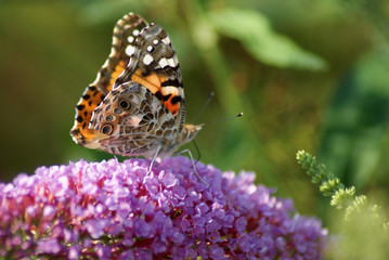 American Lady Butterfly