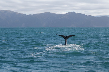 Sperm Whale tail. Picture taken from whale watching cruise have background are mountain in Kaikoura, New Zealand