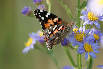 American Lady Butterfly