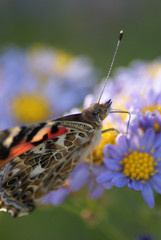 American Lady Butterfly