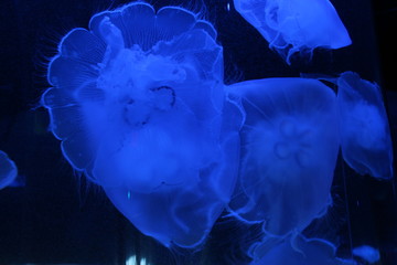 blue jellyfish