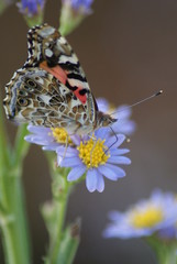 American Lady Butterfly