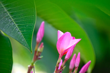 Pink plumeria flowers Planted in the garden Natural and beautiful