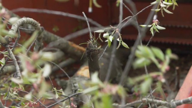 Wood Chipper Tree Slow Motion Leaves