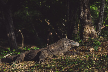 Komodo dragon close-up, scientific name: Varanus komodoensis. Natural habitat. Indonesia, Rinca Island