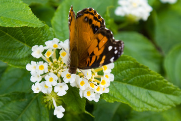 American Lady Butterfly