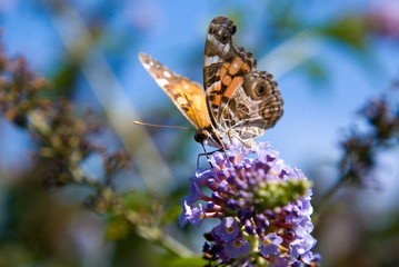 American Lady Butterfly