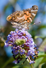 American Lady Butterfly