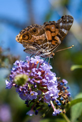 American Lady Butterfly