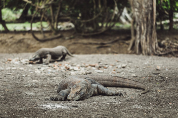 Komodo dragon close-up, scientific name: Varanus komodoensis. Natural habitat. Indonesia, Rinca Island