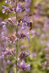 Bee on a Lot of Flowers