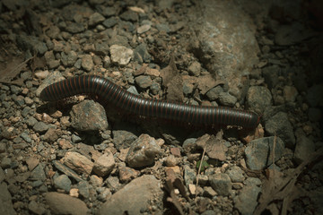 Wrom Millepedes on Rocks and More