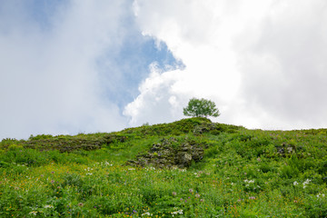 Summer landscape. Green bush on the skyline, on the hill overgrown with thick green grass, blue sky and white clouds above them. Natural light, horizontal image.