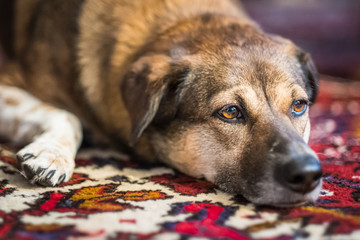 Beautiful mixed breed dog relaxing on rug