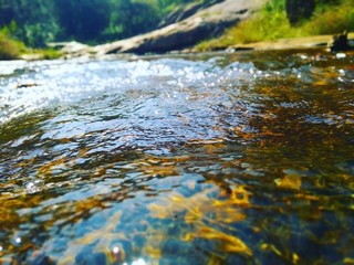 stream in forest