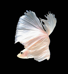 Obraz premium White betta fish are fighting, Siamese fighting fish, Betta fish on black background