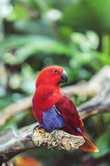 Colorful red female Eclectus parrot - Eclectus roratus, close up photo