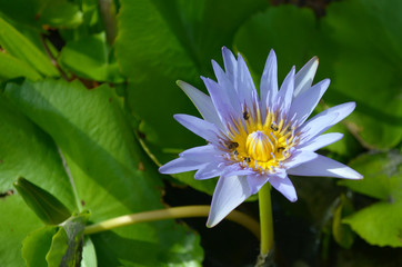 Beautiful purple lotus With swarming insects.