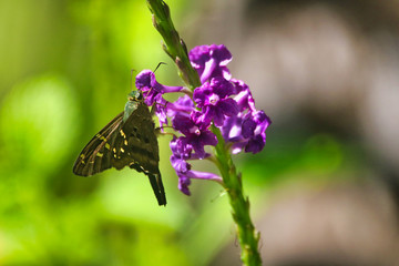 Wild Butterfly on Flower