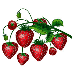 This strawberry vector image features large red strawberries and green one in hanging on a branch.  It is perfect to use as a design element, background, fabric design and more. 