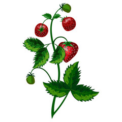 This strawberry vector image features large red strawberries and green one in hanging on a branch.  It is perfect to use as a design element, background, fabric design and more. 