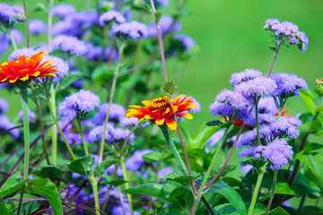 Beautiful red and violet flowers