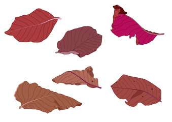Colour brown dry leaf paint on white background illustration vector