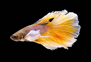 Yellow Betta fish,Siamese fighting fish,siamese fighting fish betta splendens (Halfmoon betta,Betta splendens Pla-kad ( biting fish) isolated on black background.