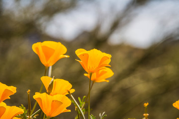 Naklejka premium A close up of several California Poppies in full sunlight in a natural setting.