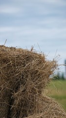 hay bale of straw in a field