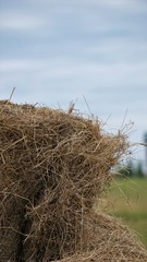 hay bale of straw in a field