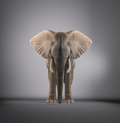 Elephant in a studio