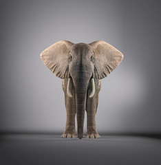 Obraz premium Elephant in a studio