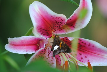 Fototapeta na wymiar Stargazer Lilly with Butterfly