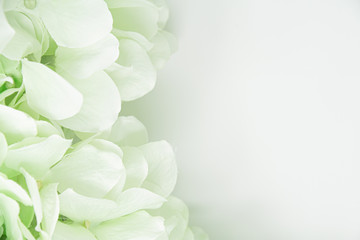 Closeup of artificial green flowers on a white background suitable for wedding invitations and other announcements that need a soft background.