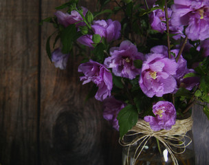 Beautiful blooming hibiscus flower.