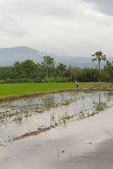 farmer rice field Worker cutting grass