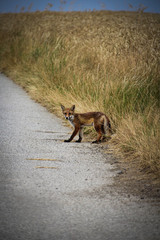 Fox escaping the fields