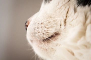 whiskers detail of white cat 