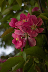 Pink flowers in a garden3