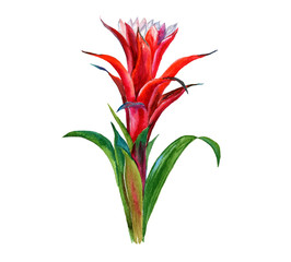 Tropical flowers, watercolor illustration. For invitations, cards, packaging, weddings, papers, fabrics and other.