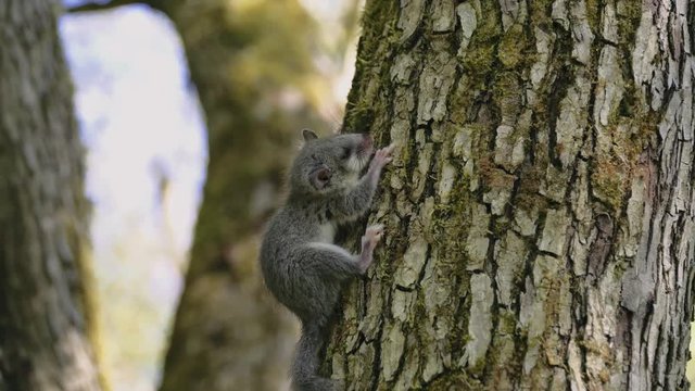 Detail of small grey forest dormouse relaxing on the tree during the day in european forest, protected animal