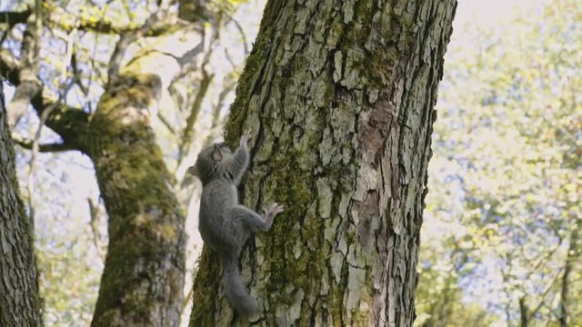 Tilt down shot of protected animal forest dormouse relaxing on the tree in european forest during the day