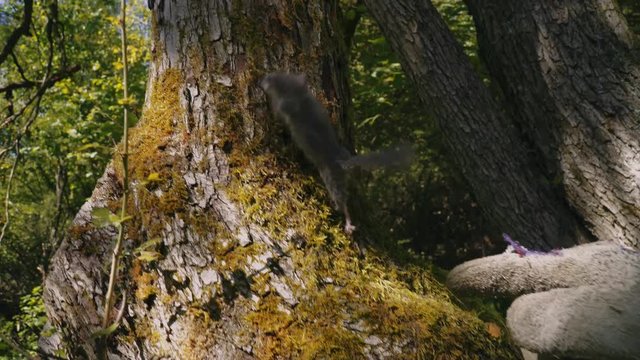 Returning protected animal forest dormouse back to wildlife to the tree in european forest