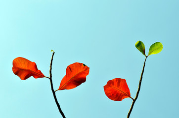 The growth of young leaves, new life