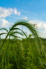 Summer vegetation