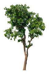 Obraz premium Beautiful fresh green deciduous tree isolated on pure white background for graphic. with clipping path