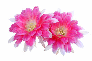 Pink flower of Lobivia cactus with isolated on a white background